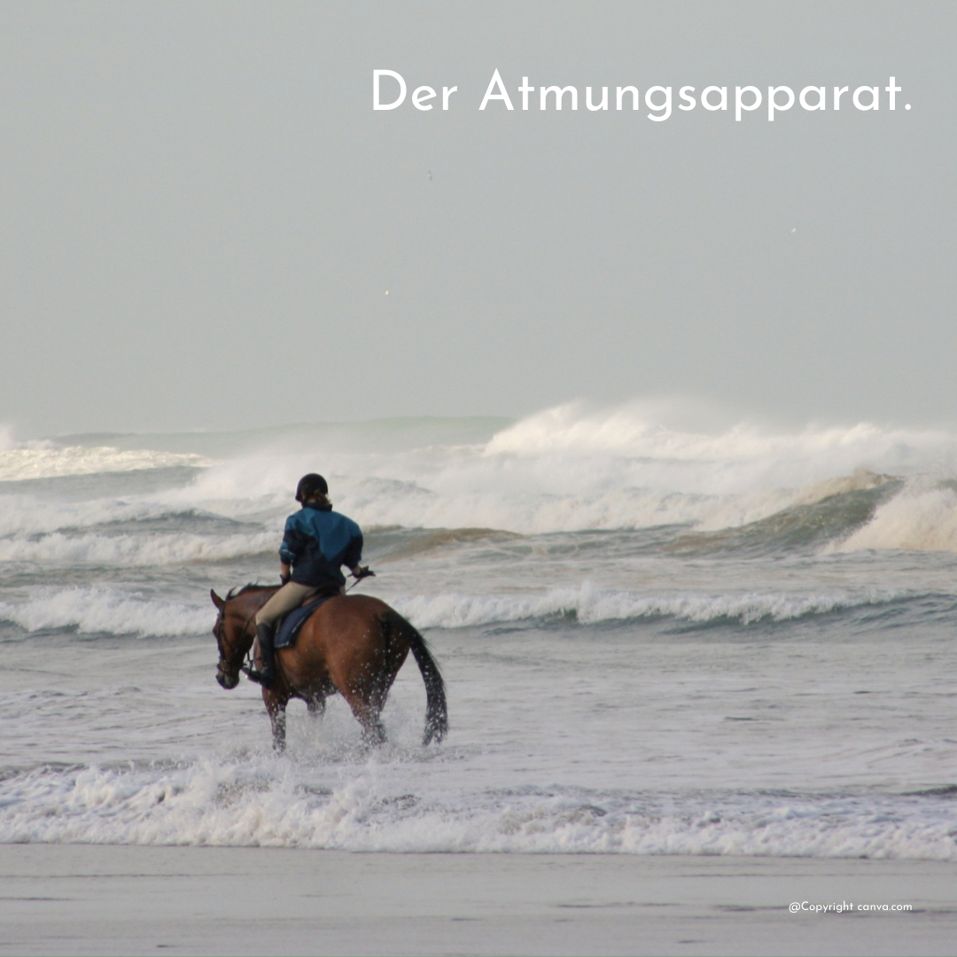 der-atmungsapparat-des-pferdes