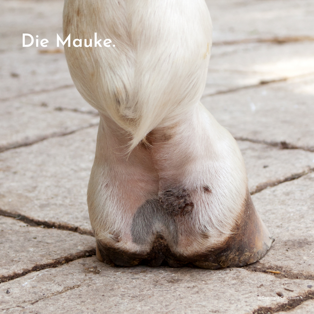 pferd mit mauke an den beinen