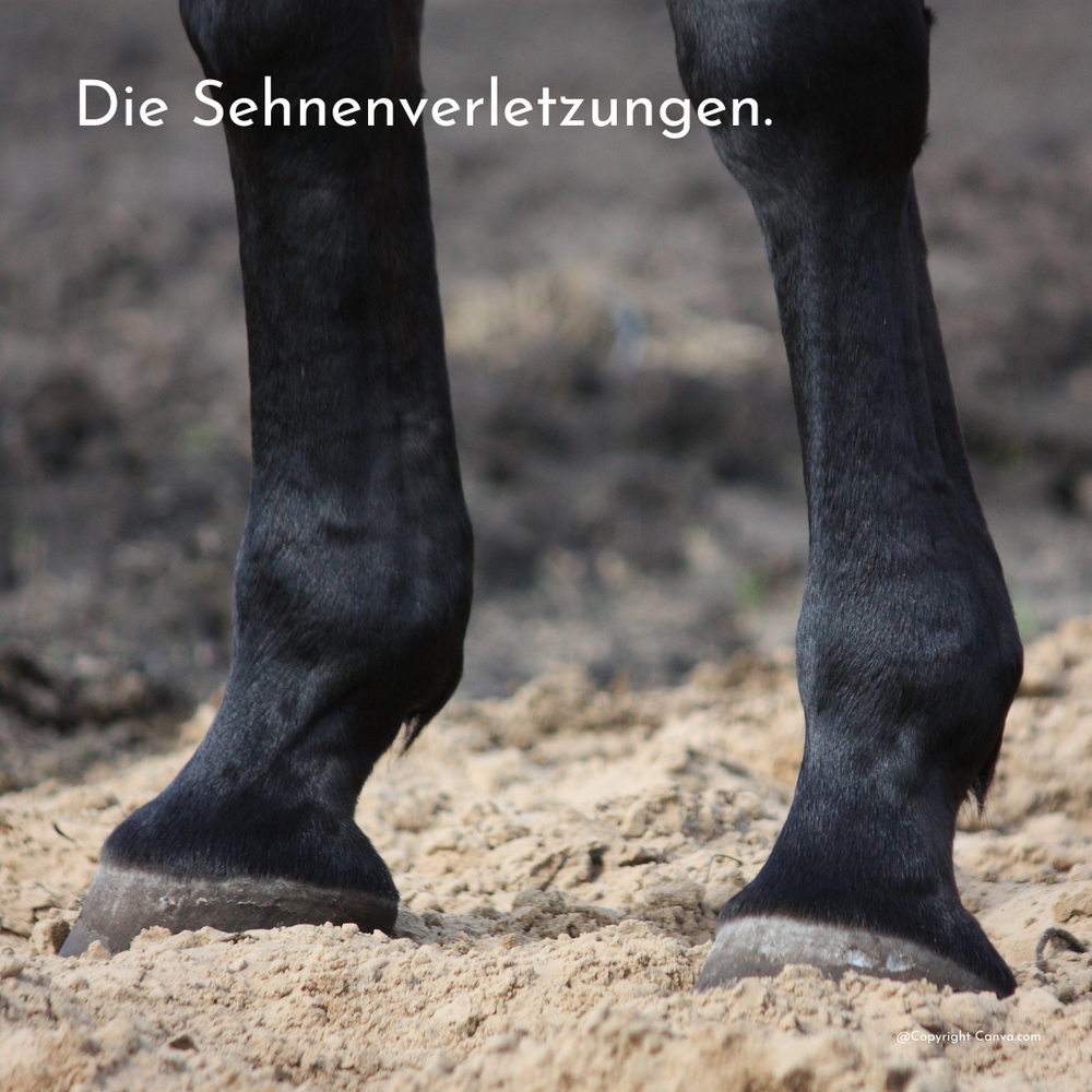 Pferd mit Sehnenschaden