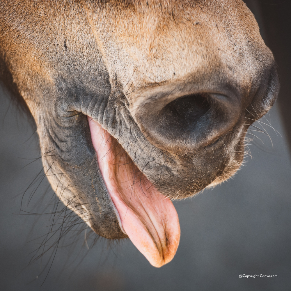 Pferd mit Equinem Asthma beim Inhalieren