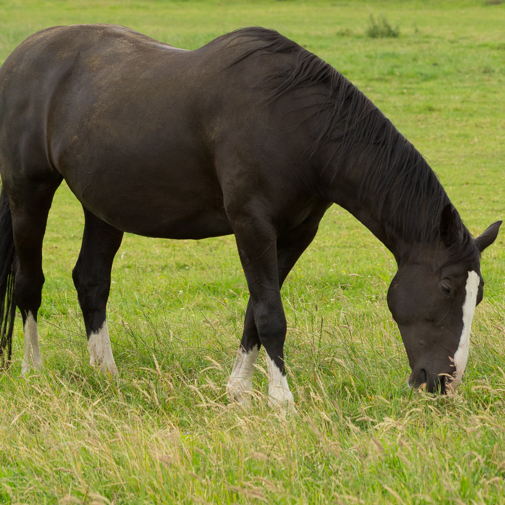 Übergewichtiges Pferd auf der Weide