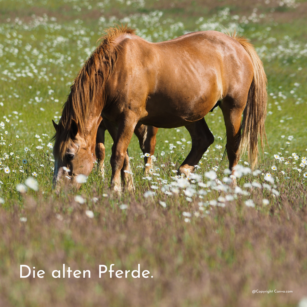 alte-pferde-senioren