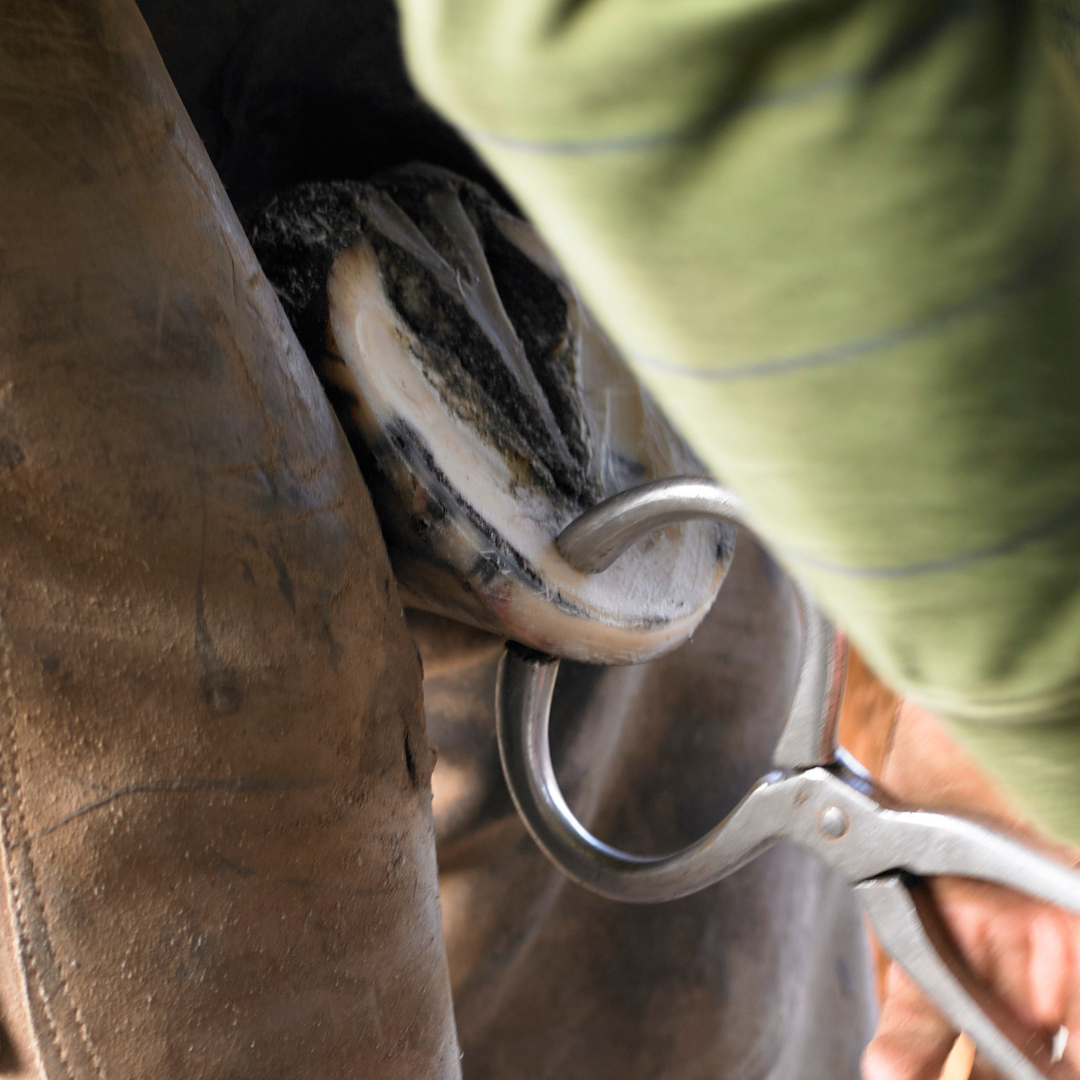 Pferd mit Hufgeschwür