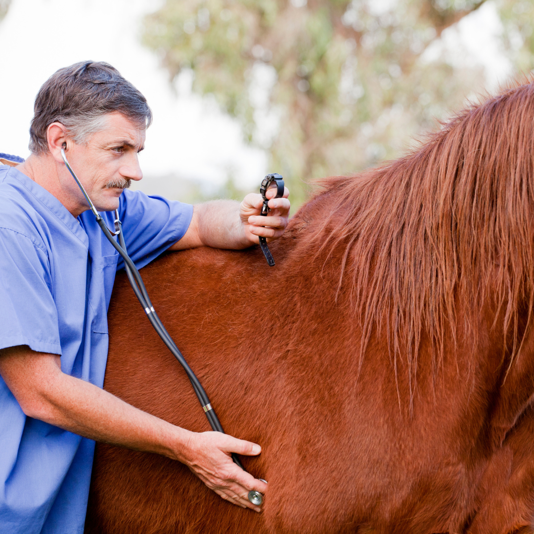Pferd mit Kolik, dass Anzeichen von Schmerzen zeigt