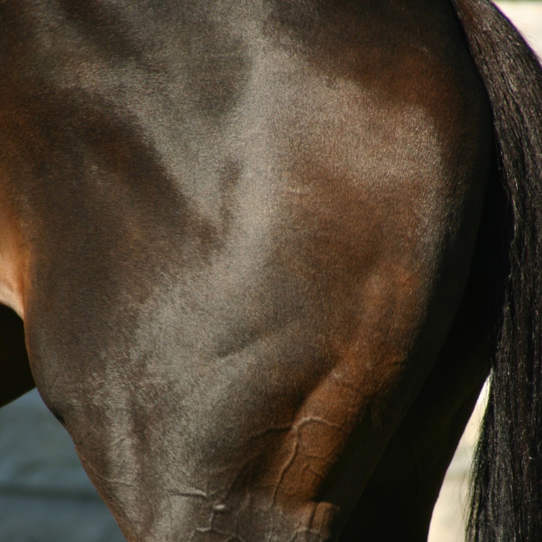 Pferd mit Shivering Syndrom
