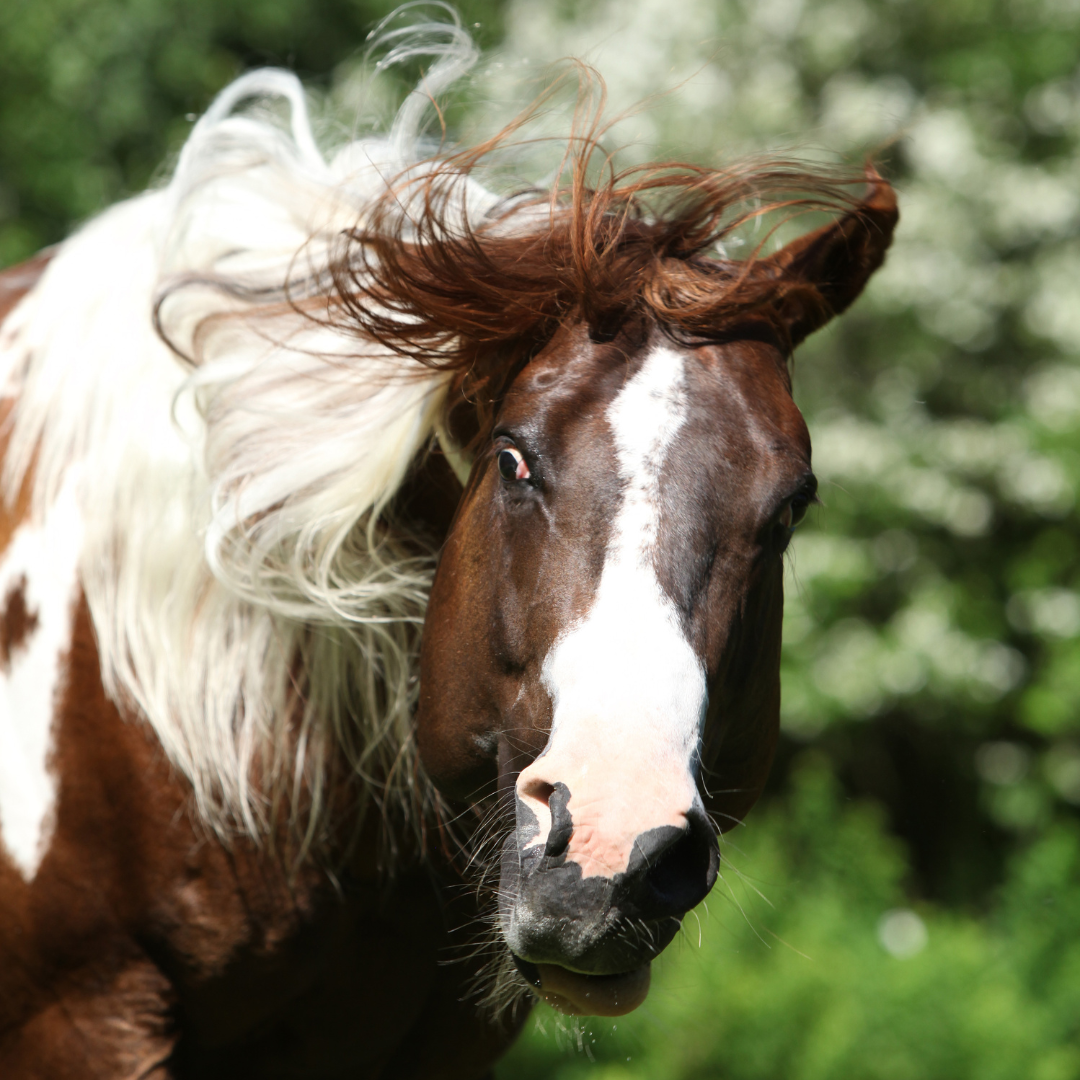 Pferd mit Headshaking