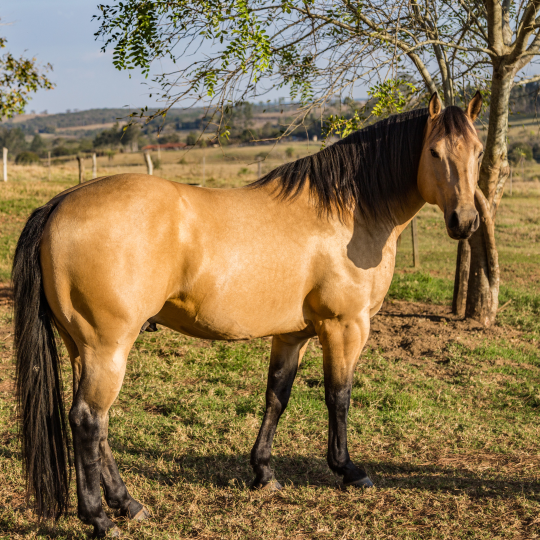 Pferd mit PSSM