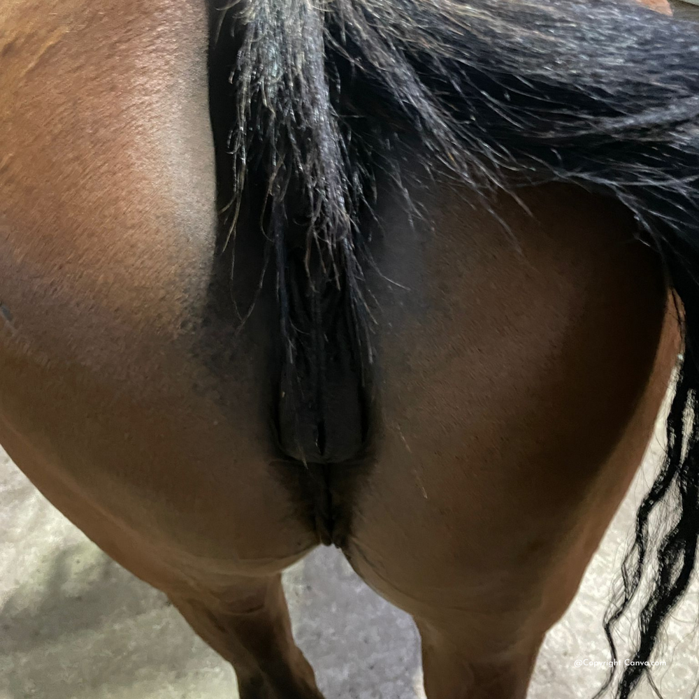 Pferd mit Kotwasser