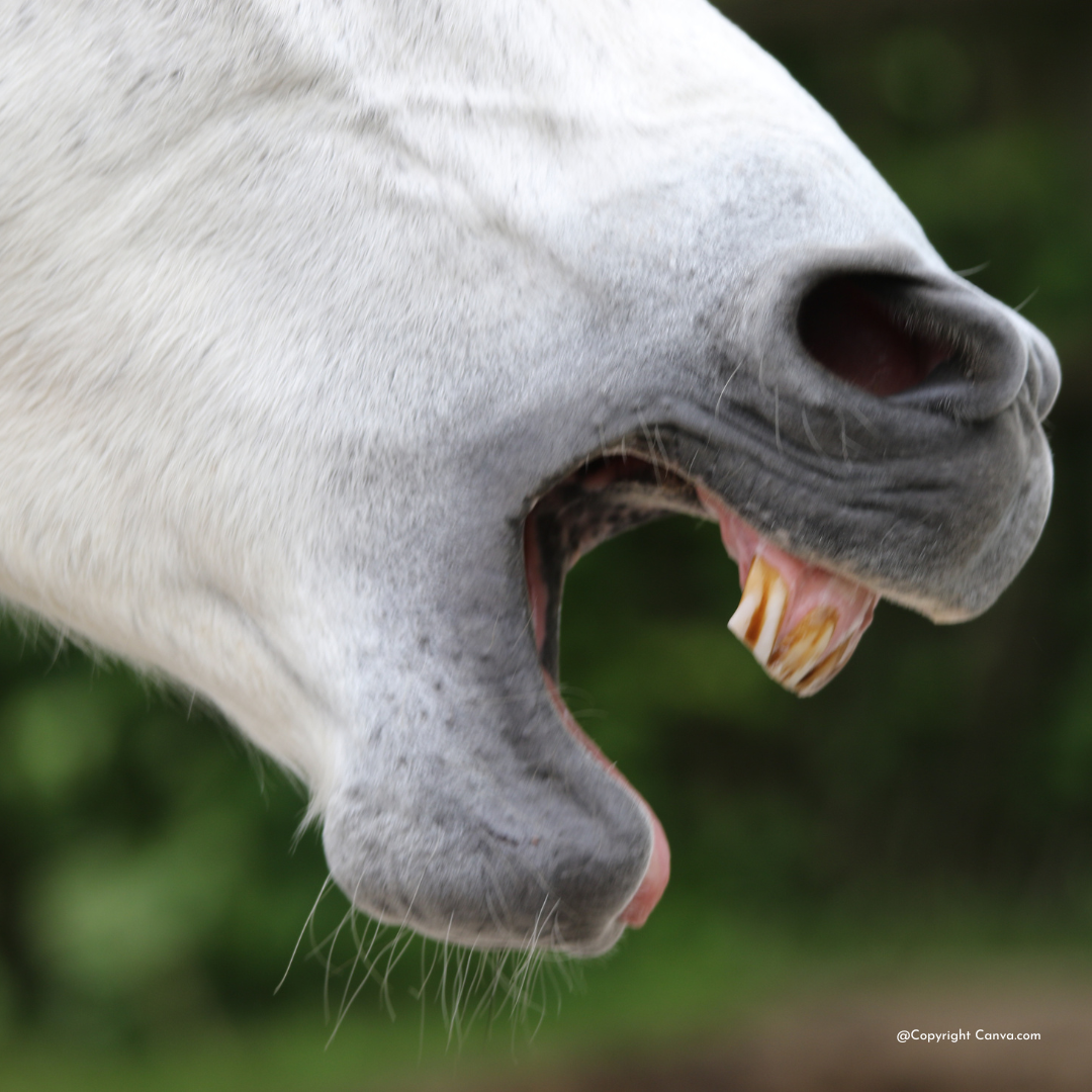 Pferd mit Herpes
