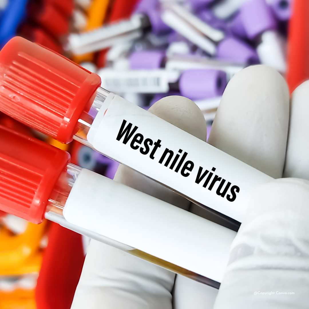 West-Nil Virus Pferd