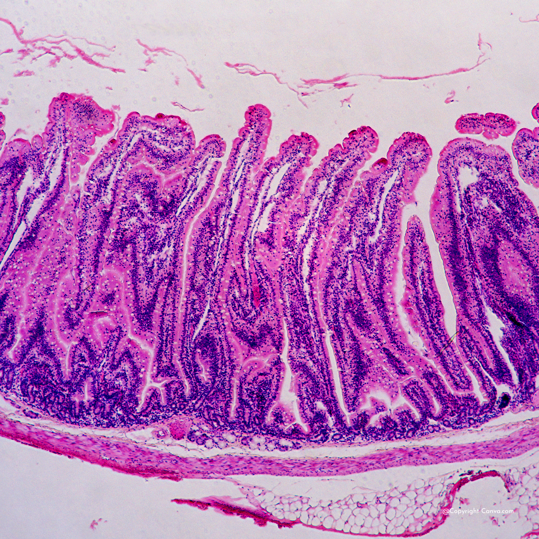Darmflora durch das Mikroskop