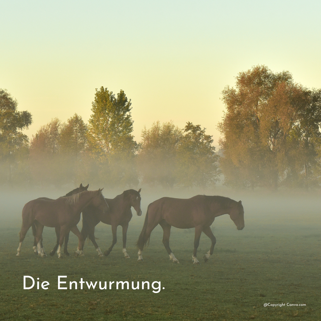 Entwurmung Pferd