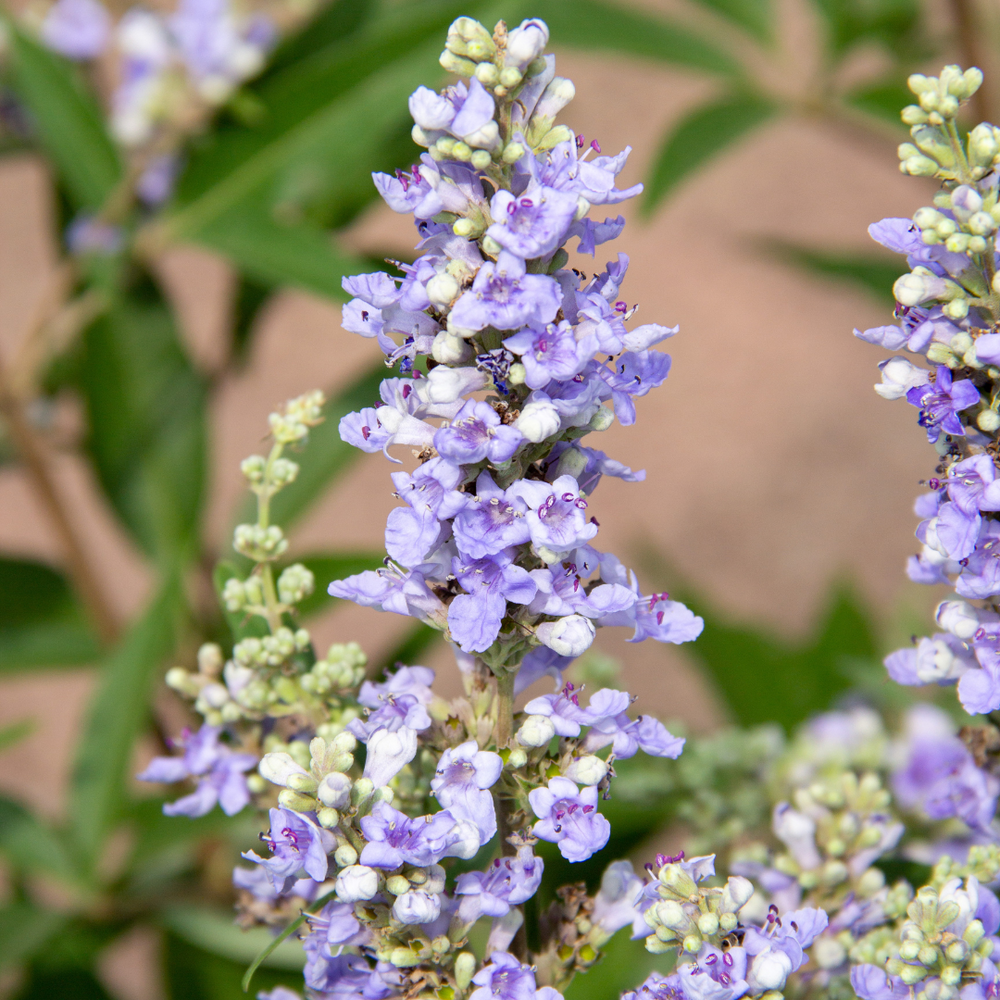 Mönchspfeffer Pferd: Anwendung bei Rosse, Cushing & Hormonstörungen