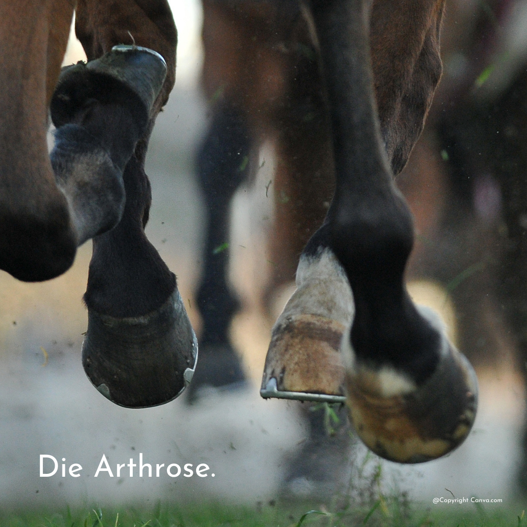 Pferd mit Arthrose