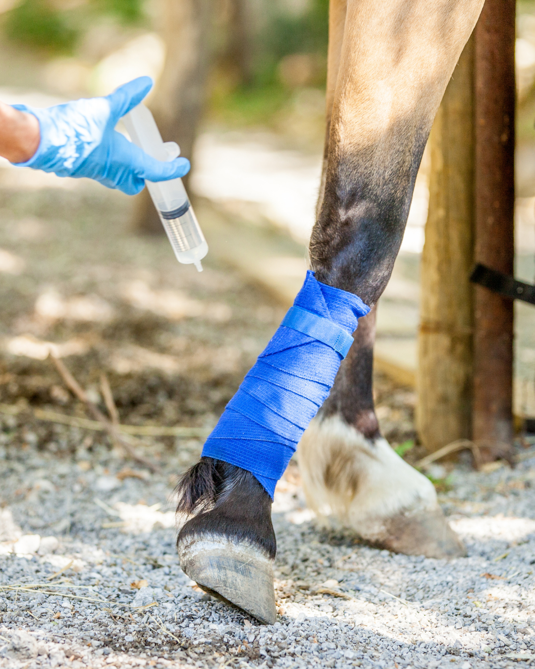 Bandagiertes Pferdebein
