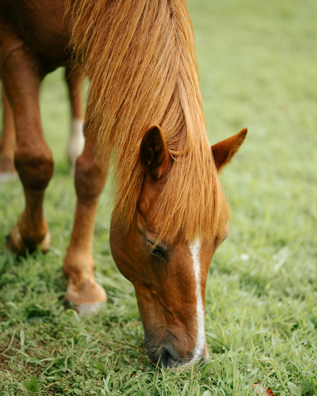 Pferd grast auf der Weide