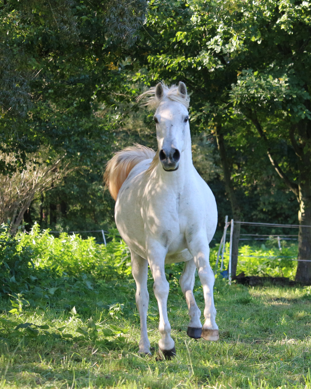 Pferd galoppiert auf der Weide