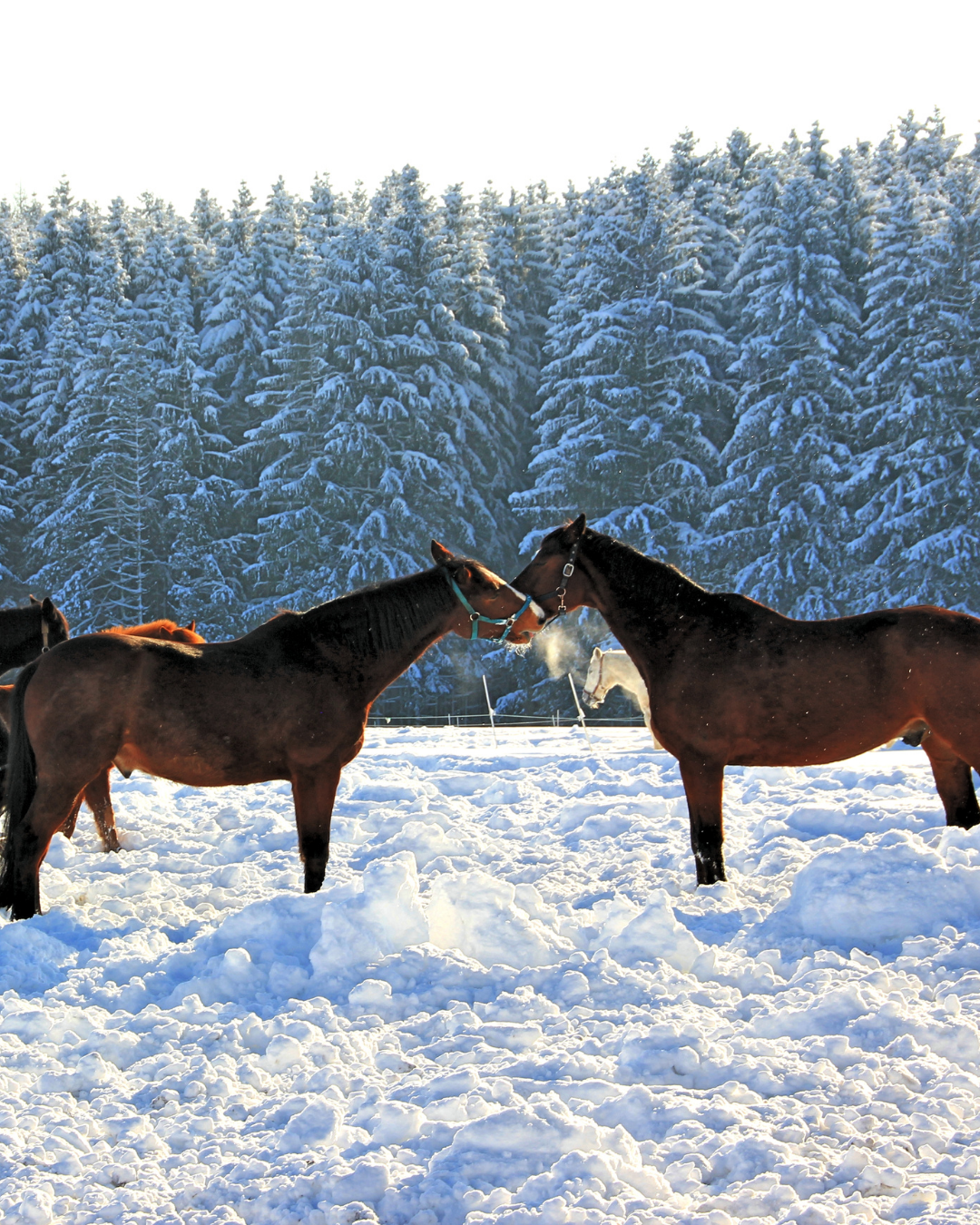 Pferde im Schnee