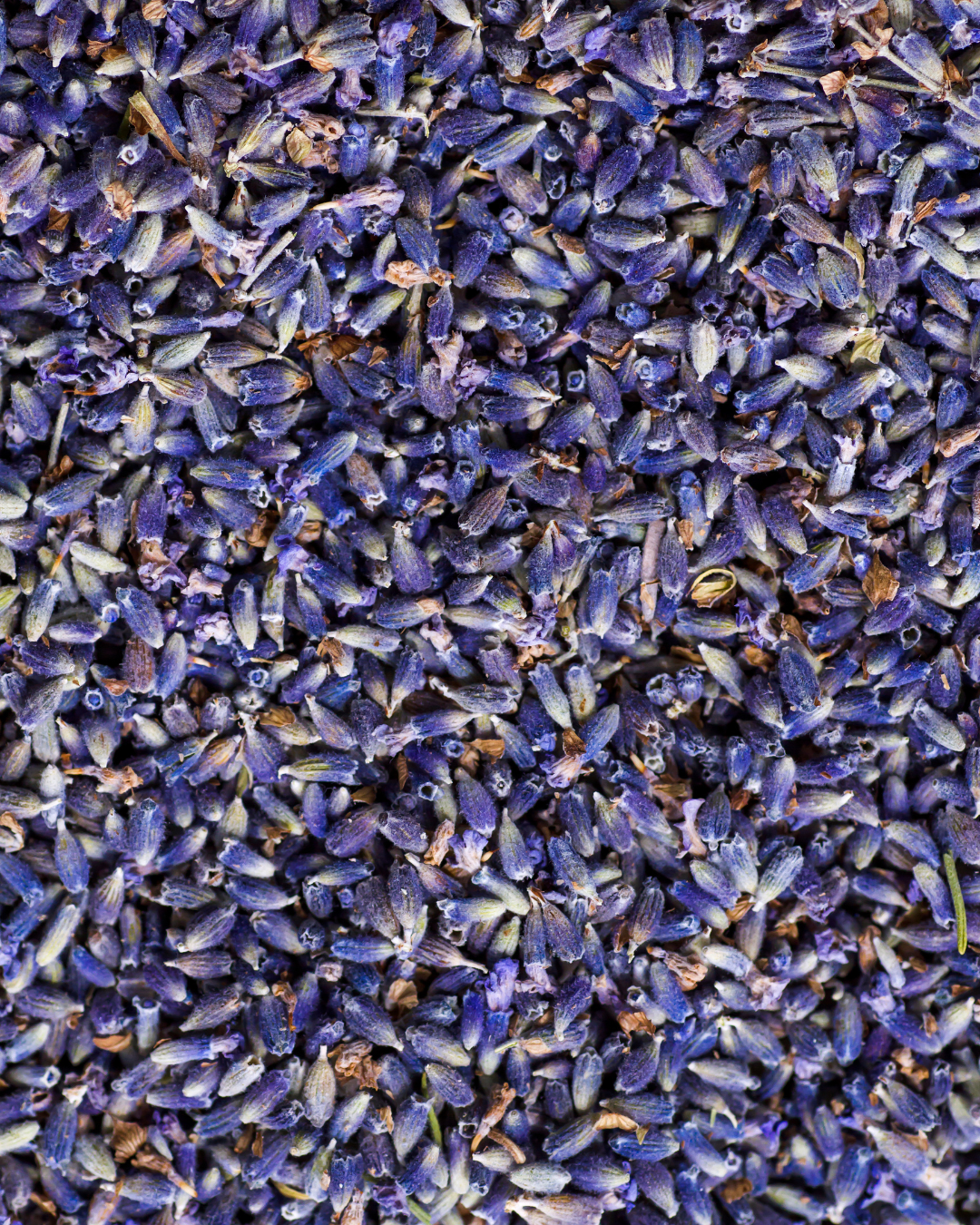 Getrockneter Lavendel