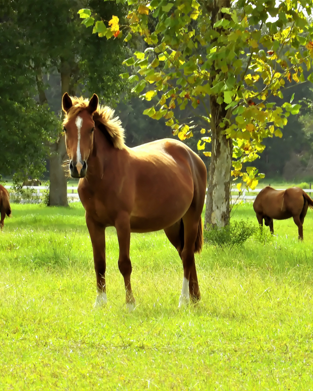 Frühjahrskur für Pferde: Der natürliche Neustart nach dem Winter