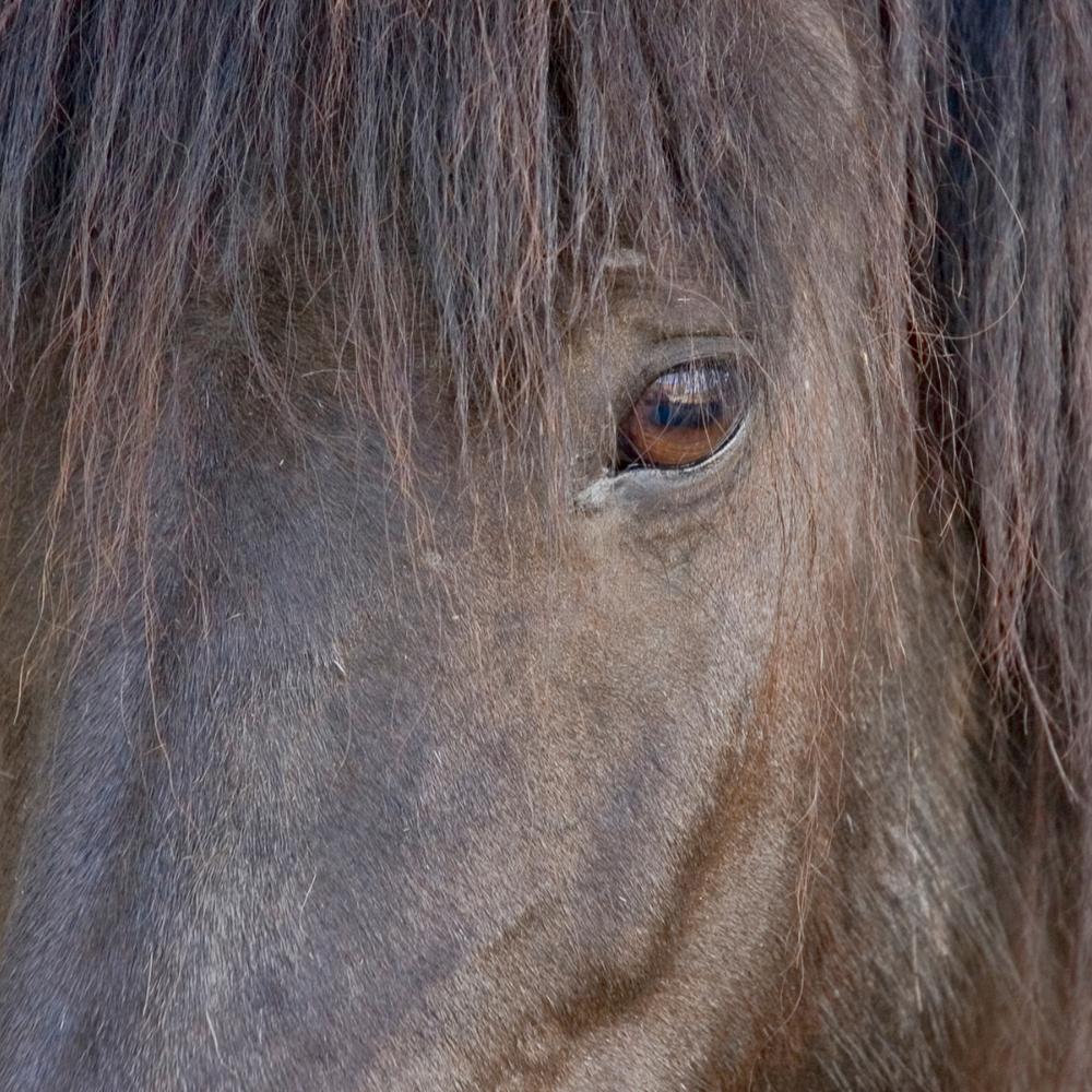 Die Leber-Haut-Achse verstehen; Warum Leberstoffwechsel bei Sommerekzem wichtig ist