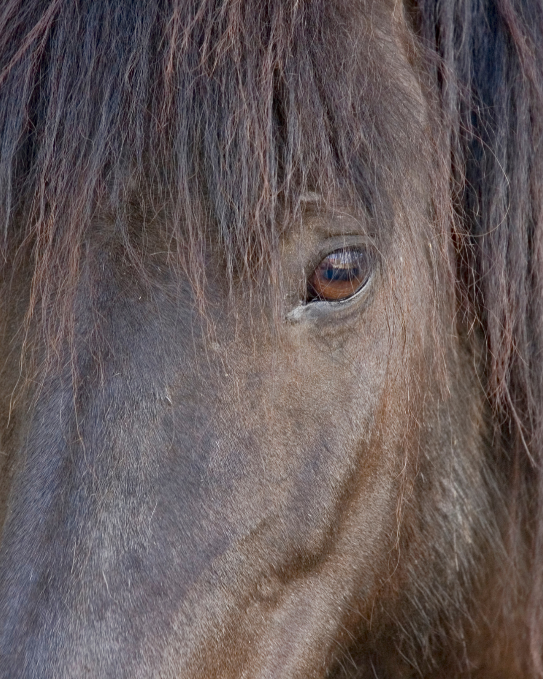 Die Leber-Haut-Achse verstehen; Warum Leberstoffwechsel bei Sommerekzem wichtig ist