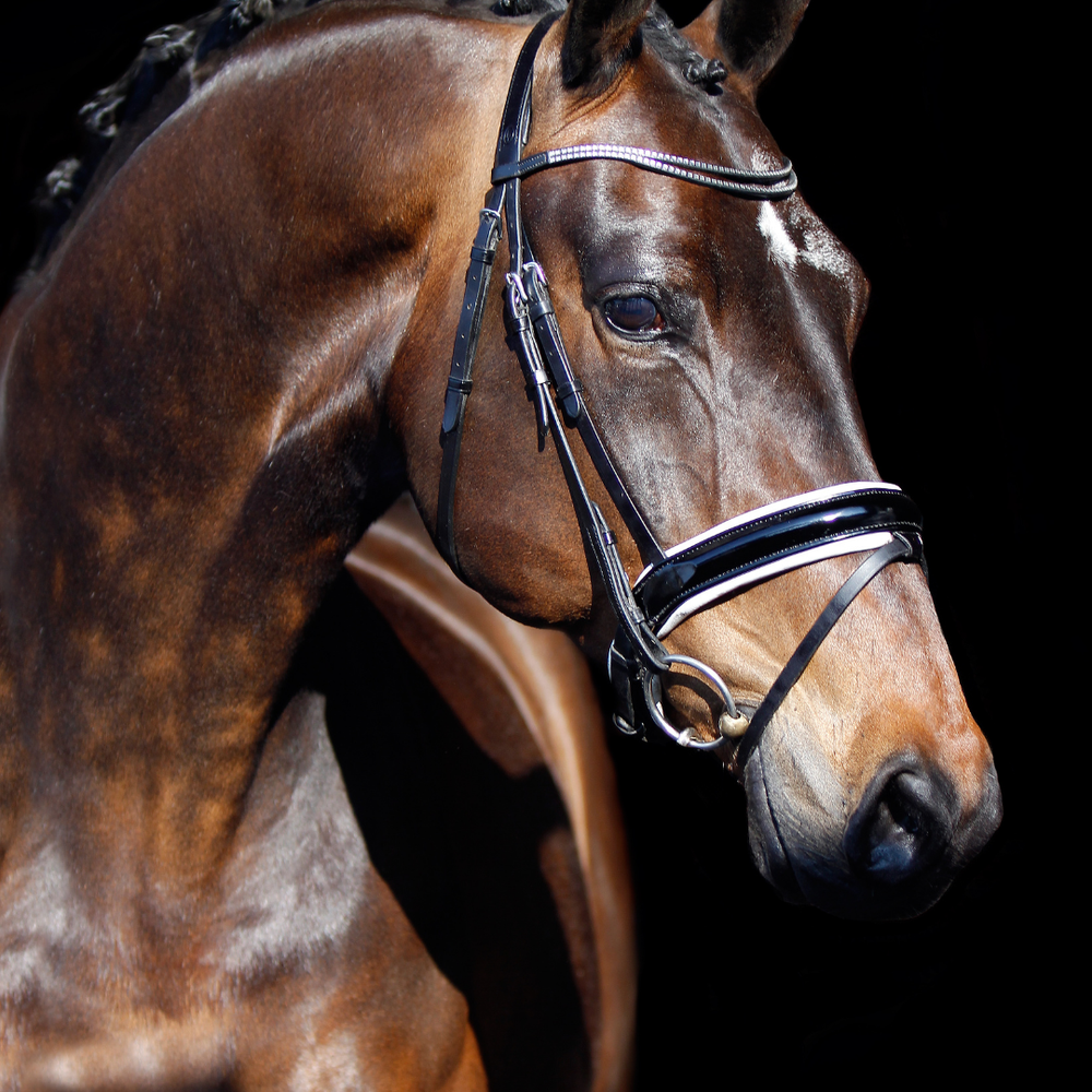 Magengeschwür Pferd