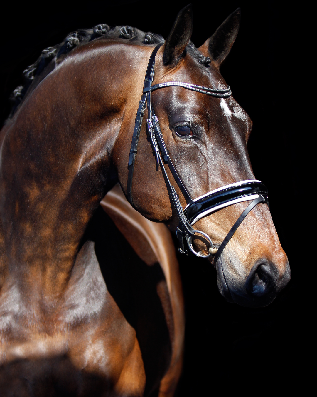 Magengeschwür Pferd