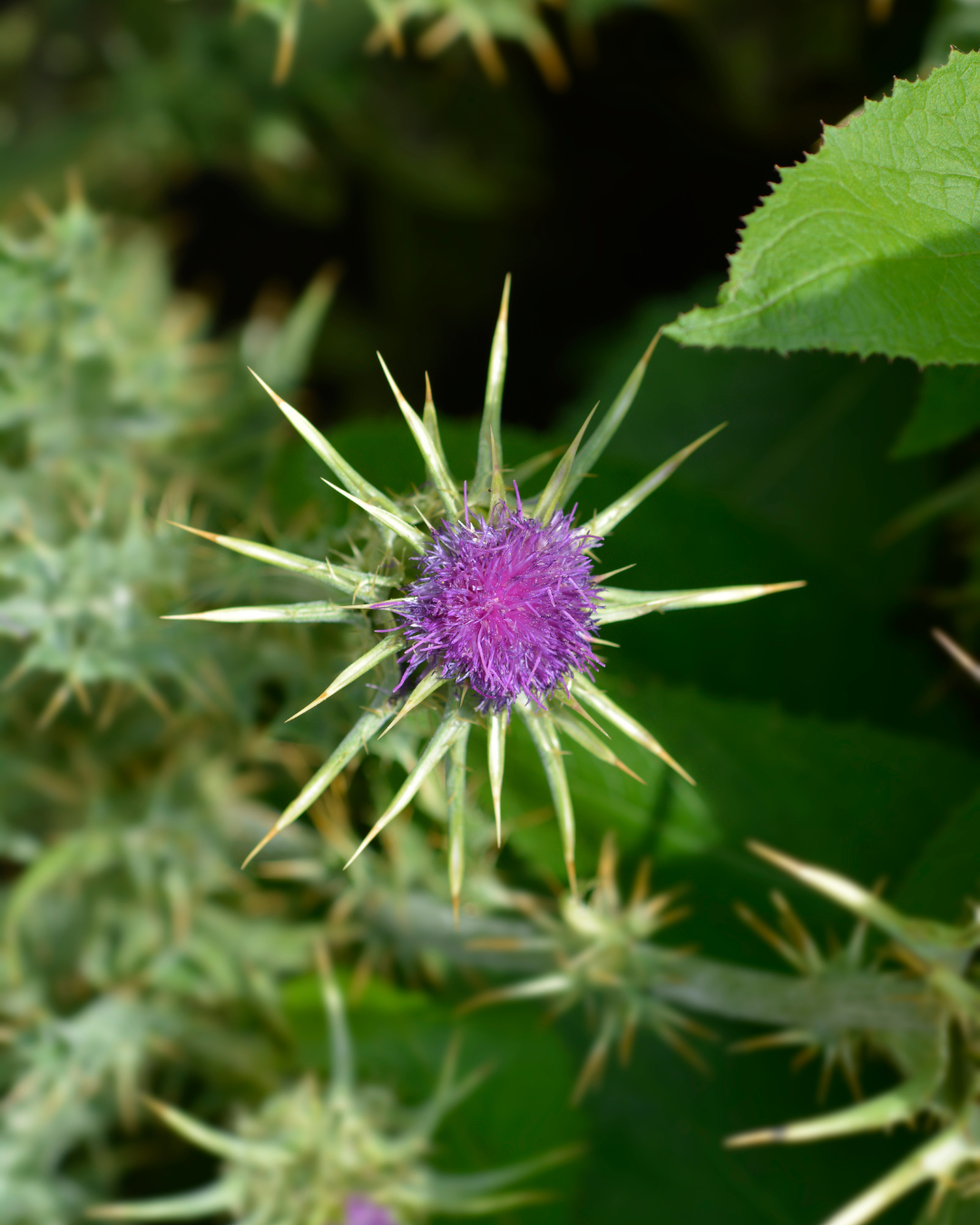 Mariendistel für Pferde