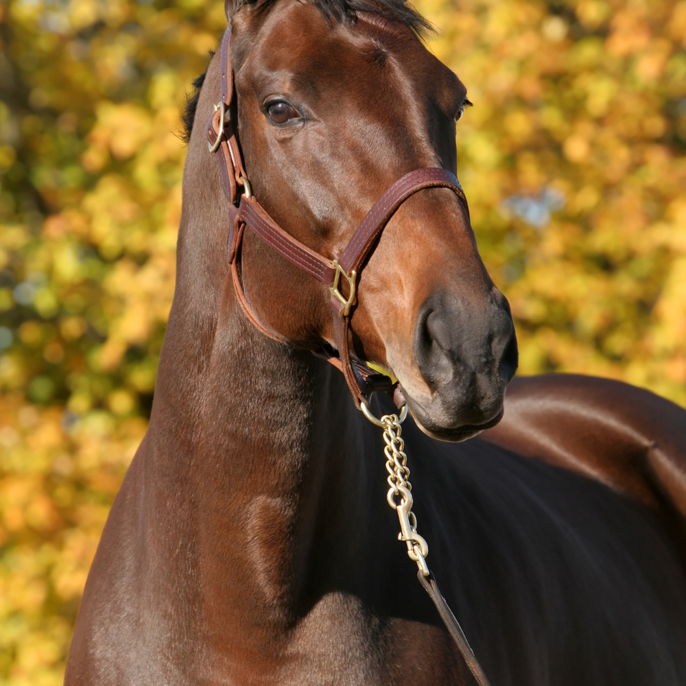 Herbst Kur beim Pferd: Traditionelle Unterstützung für die kalte Jahreszeit