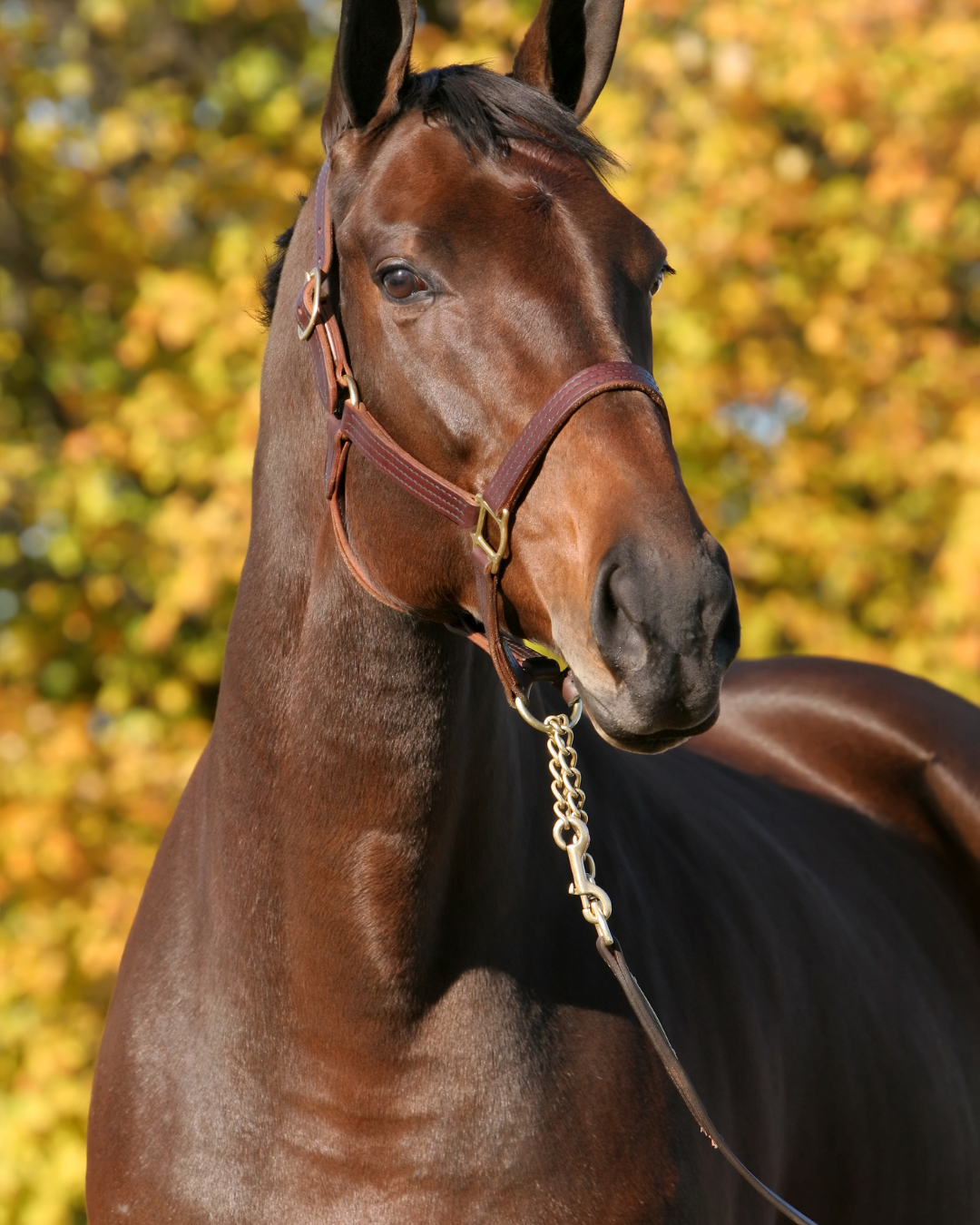 Herbstkur Pferd