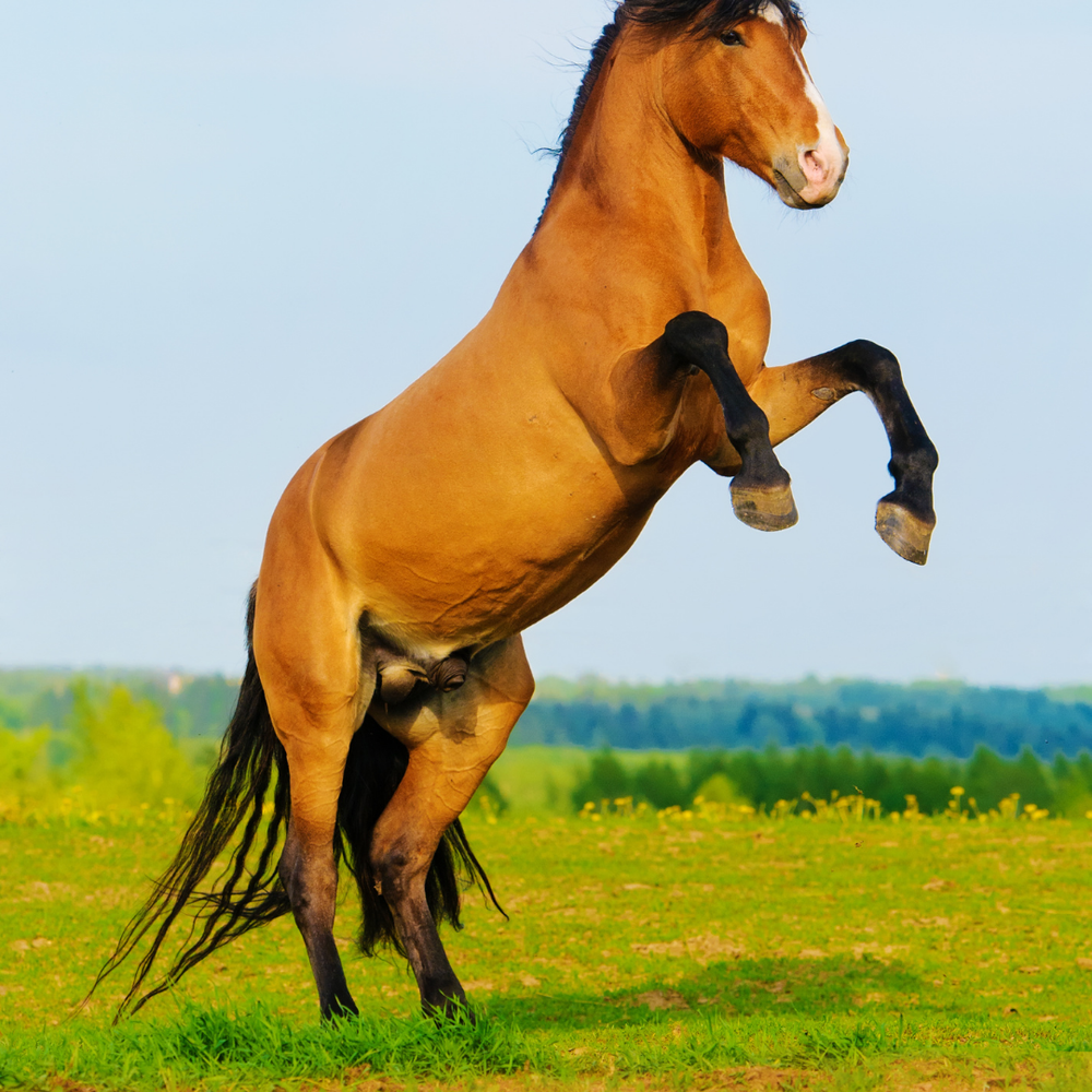 Nervosität & Stress beim Pferd verstehen: Ursachen, Stresshormone & Auswirkungen