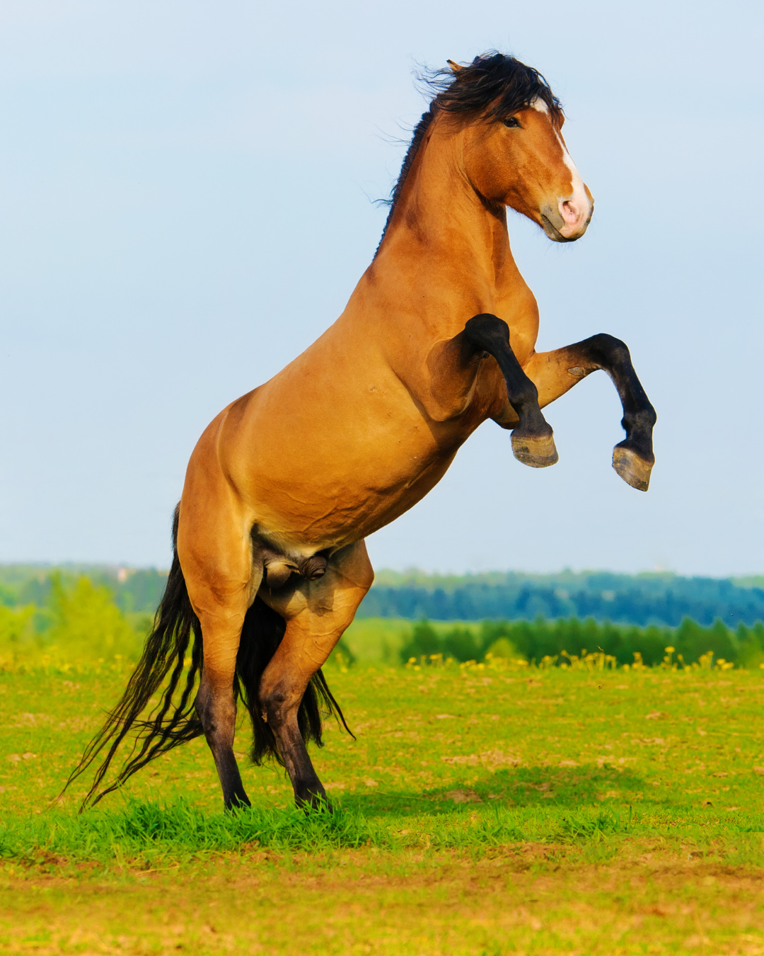 steigendes Pferd