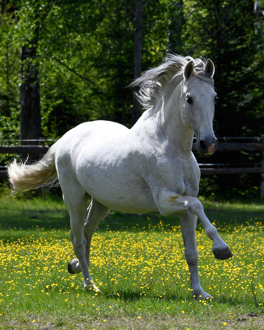 Pferd trabt auf der Weide