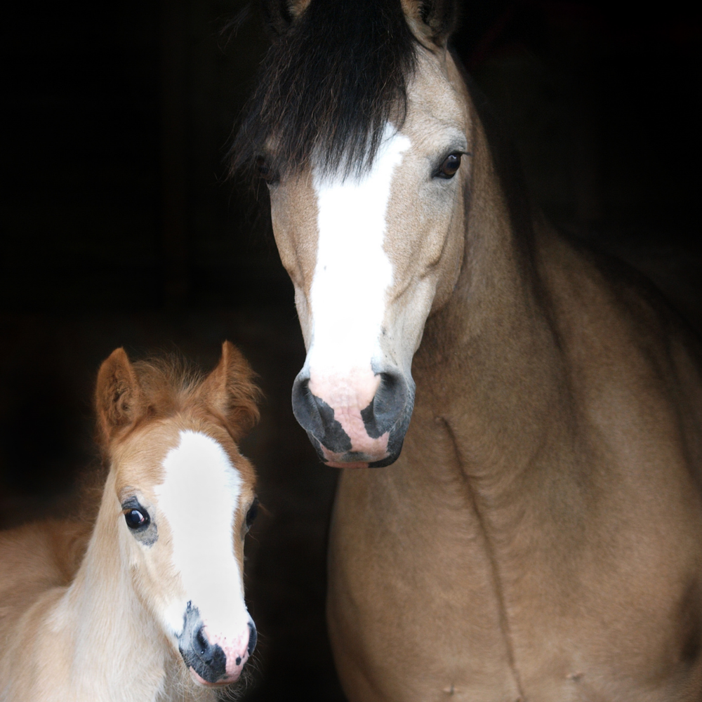 Rosse & Zyklus bei der Stute verstehen - Ratgeber