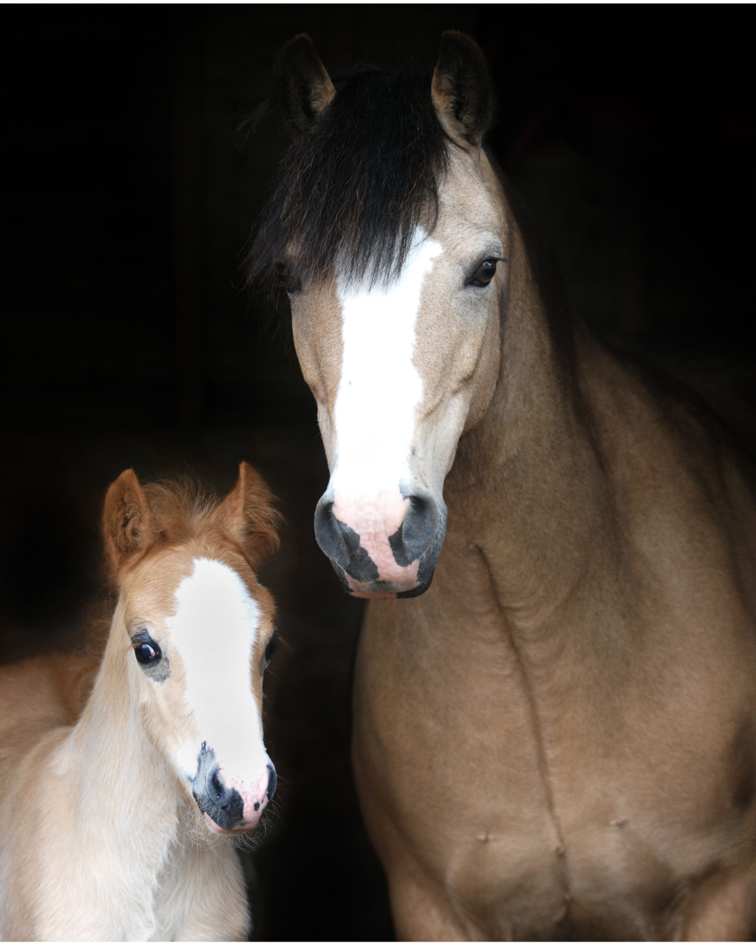 Rosse & Zyklus bei der Stute verstehen - Ratgeber