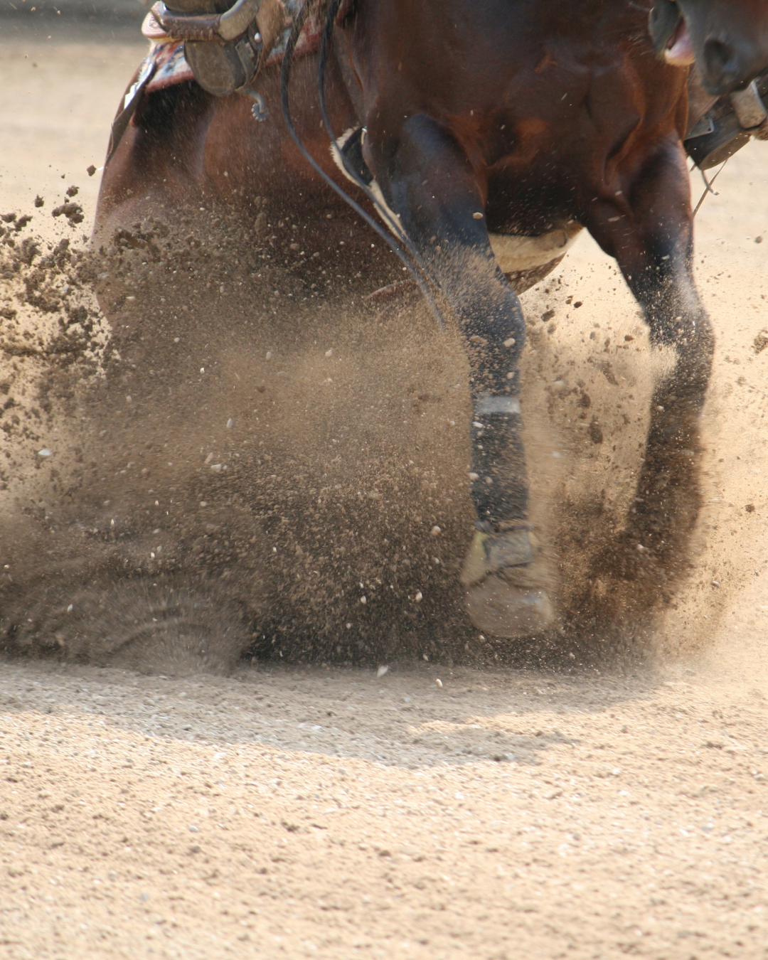 Westernpferd beim Sliding