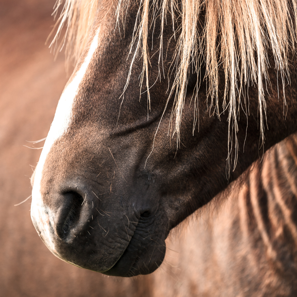 Stoffwechsel beim Pferd optimal unterstützen