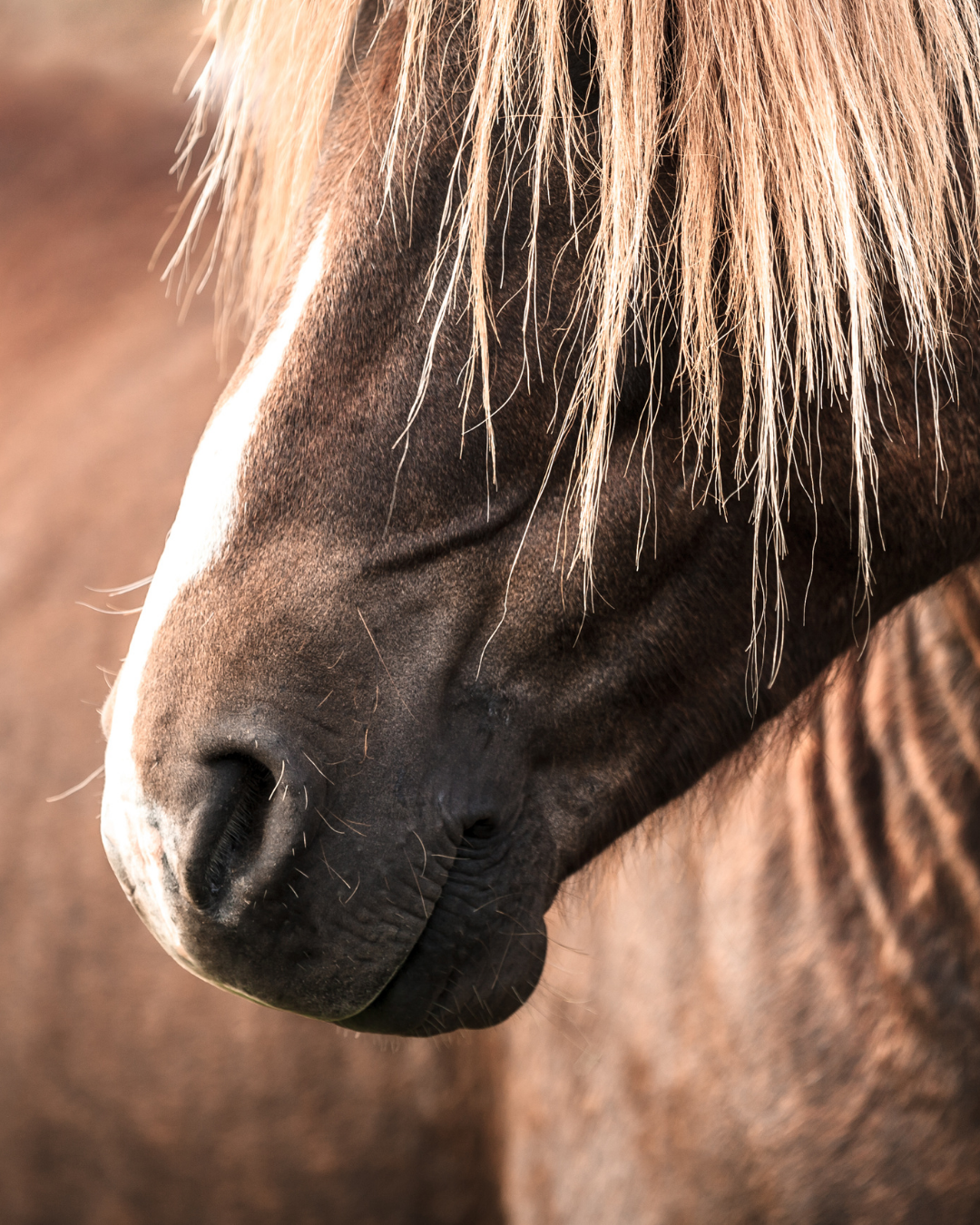 Stoffwechsel beim Pferd optimal unterstützen