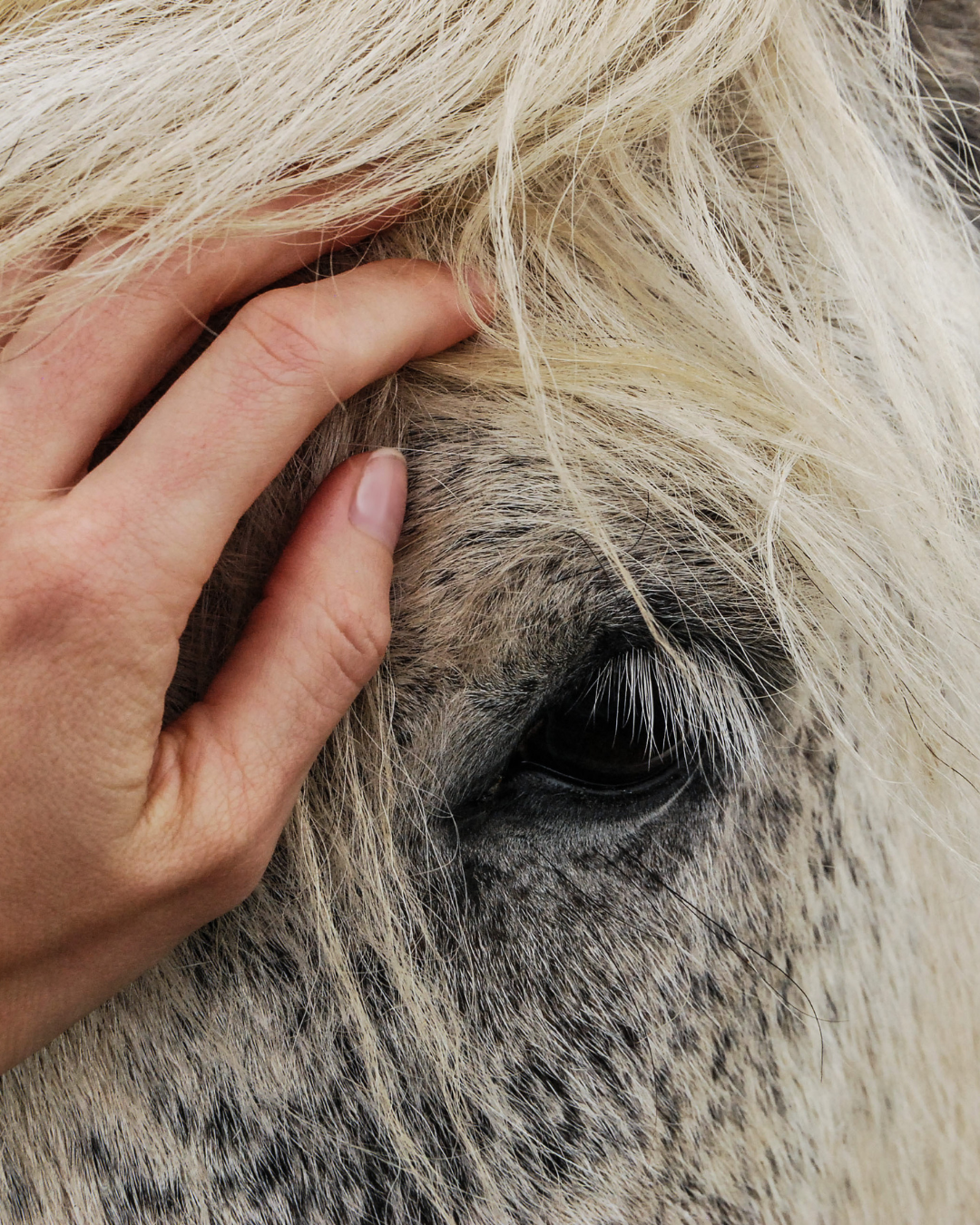 Stress Management Pferd