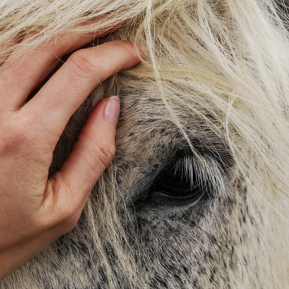 Stress Management Pferd