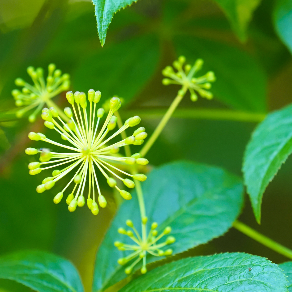 Taigawurzel für Pferde: Adaptogen für Immunsystem & Leistung