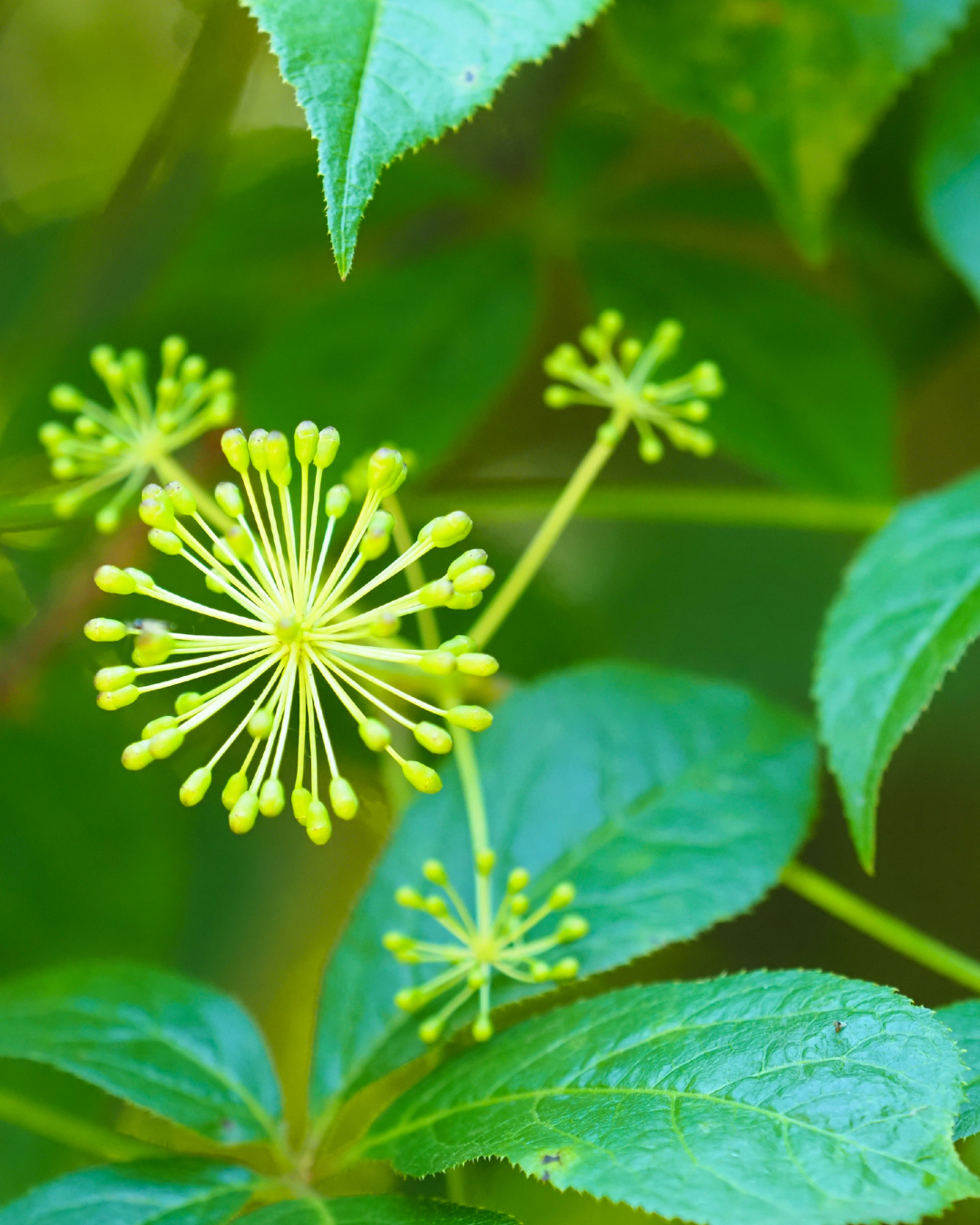 Taigawurzel für Pferde: Adaptogen für Immunsystem & Leistung