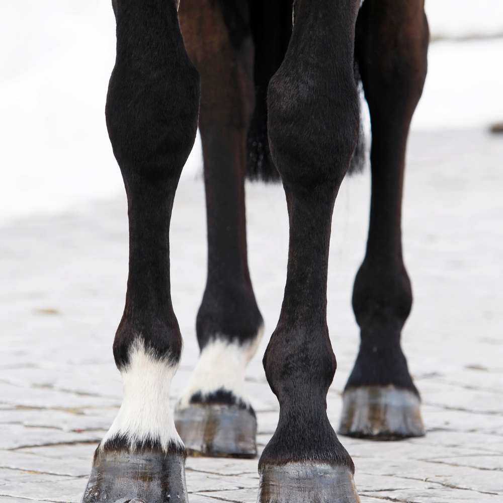 Bindegewebe beim Pferd natürlich unterstützen: Der ganzheitliche Ansatz