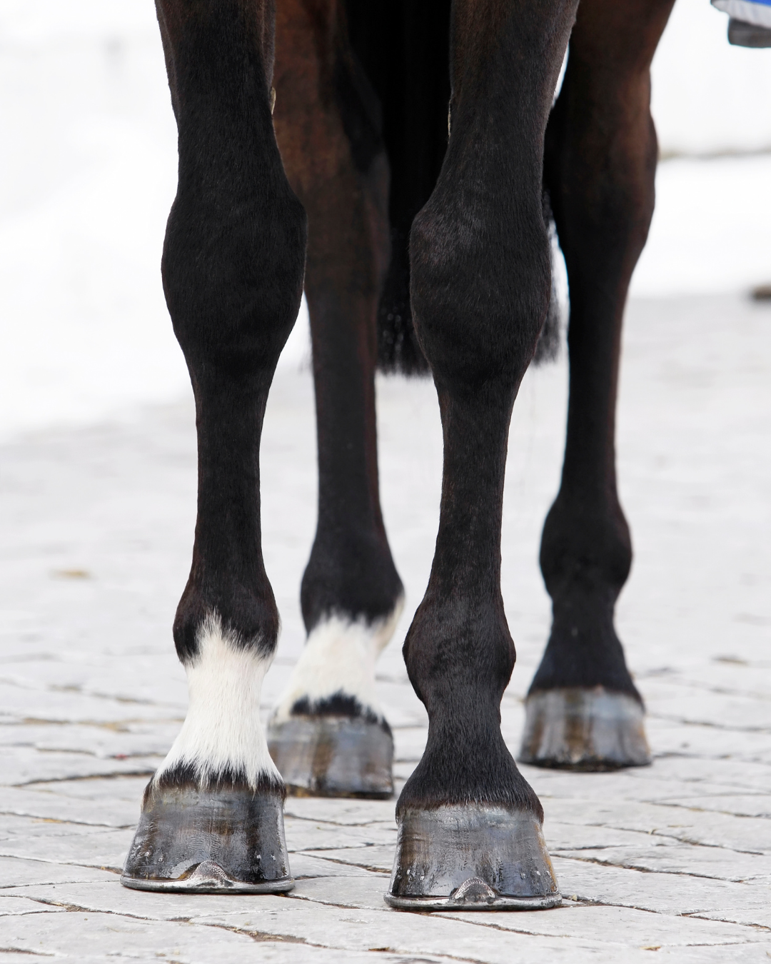 Bindegewebe beim Pferd natürlich unterstützen: Der ganzheitliche Ansatz