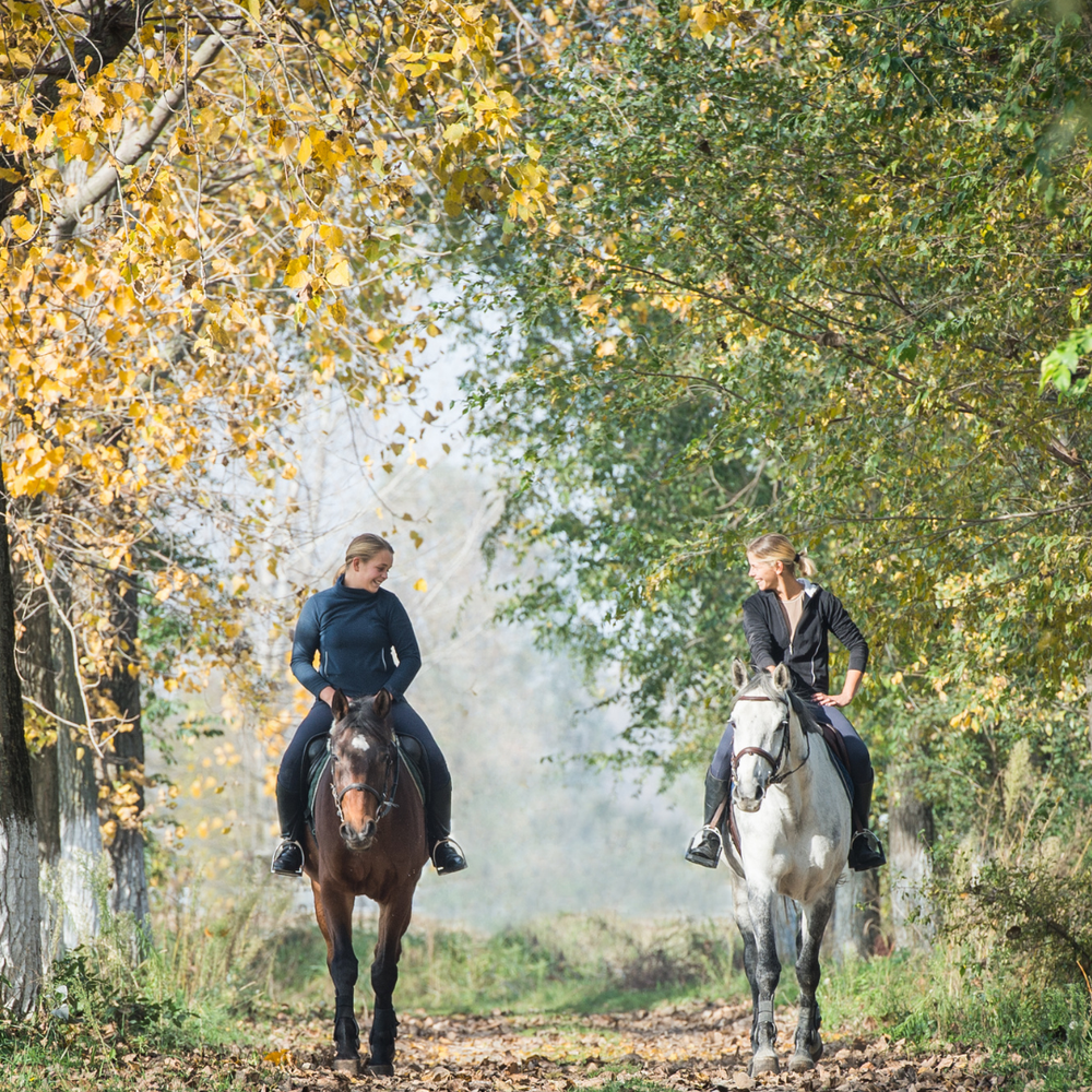 Training zur Unterstützung von Sehnen und Bändern beim Pferd