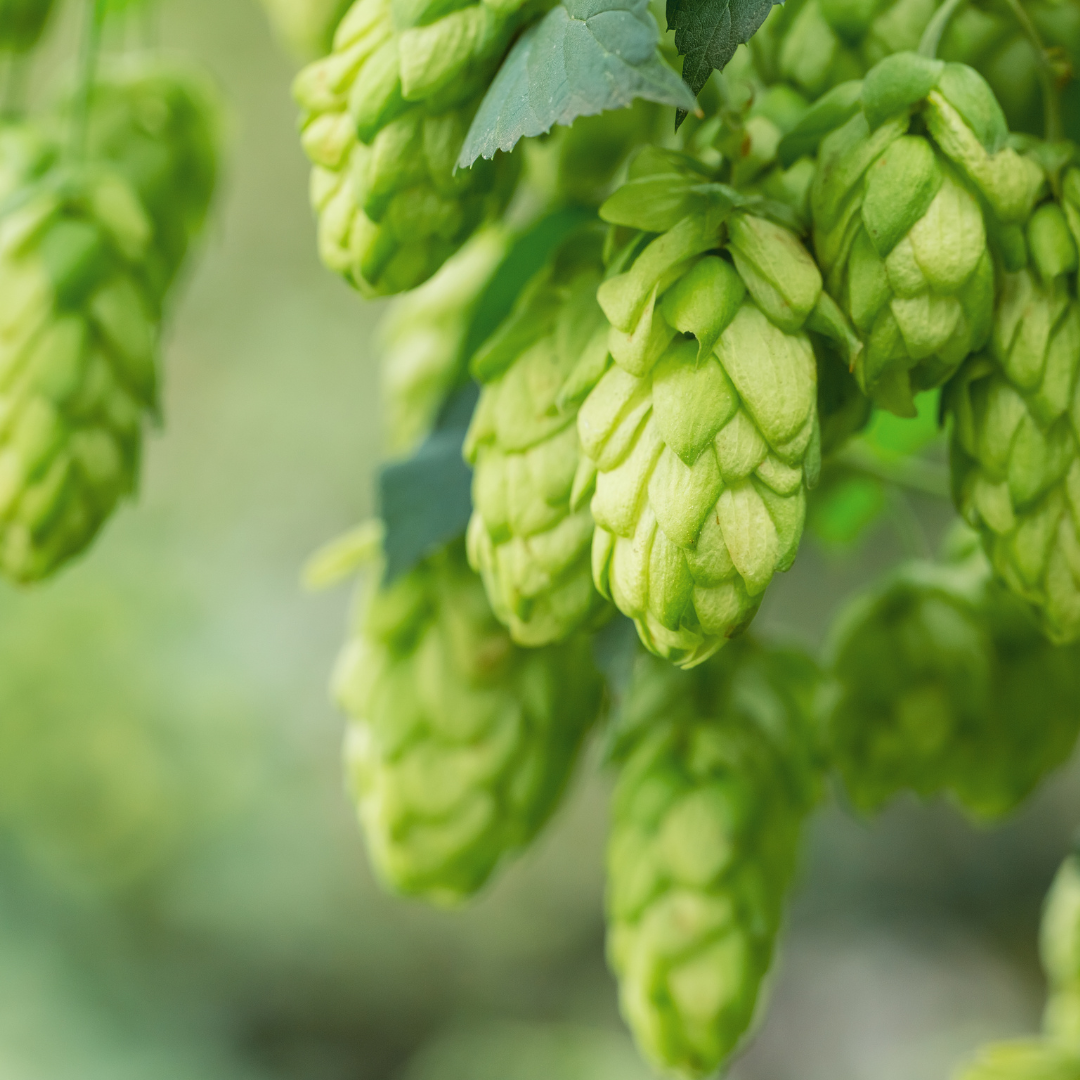 Hopfenblüten