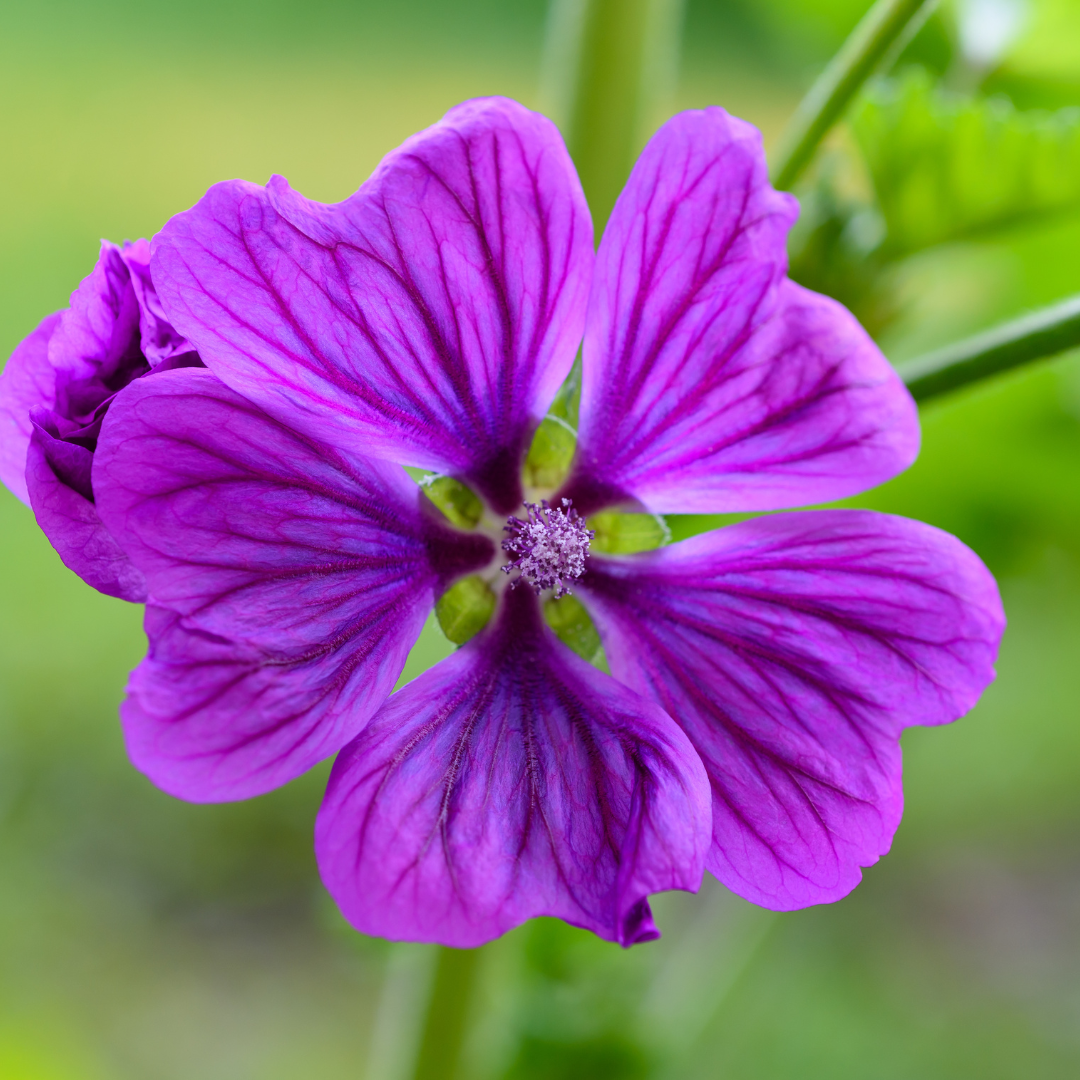 Malvenblüte Pferd