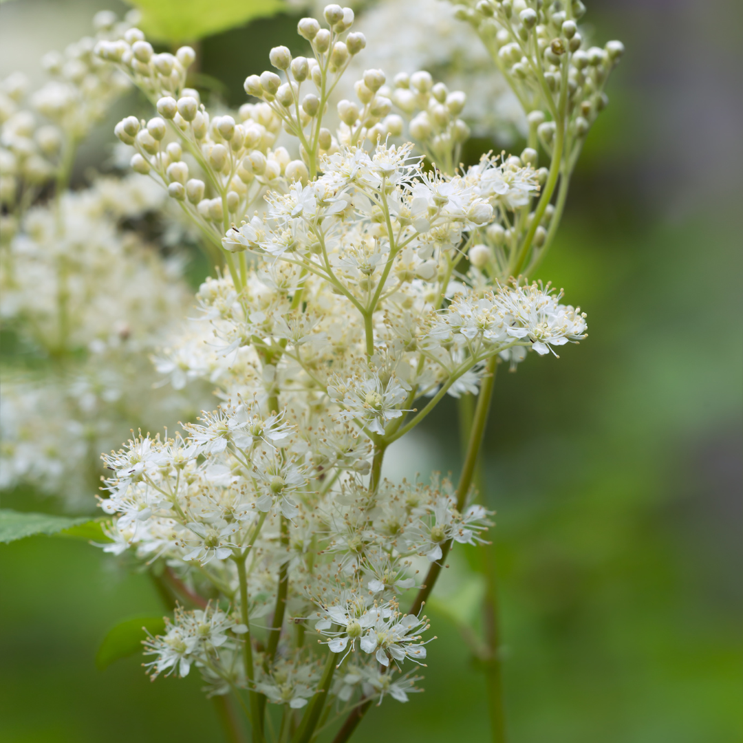 Mädesüßblüten
