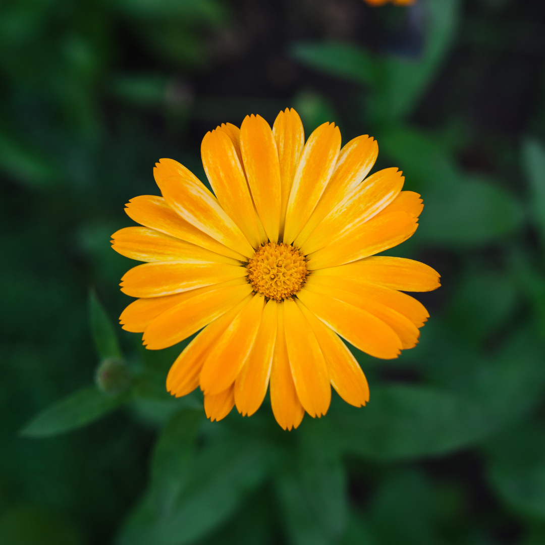Ringelblume Pferd